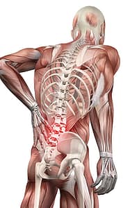 Manipulation for back pain. vector image of muscular skeletal systems with back pain