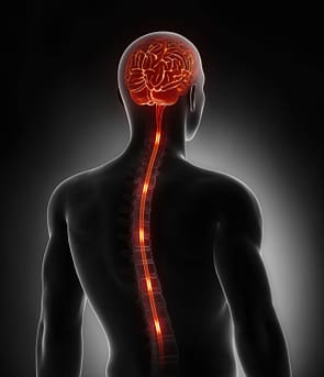 central nervous system