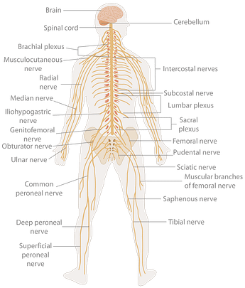 Nervous system diagram